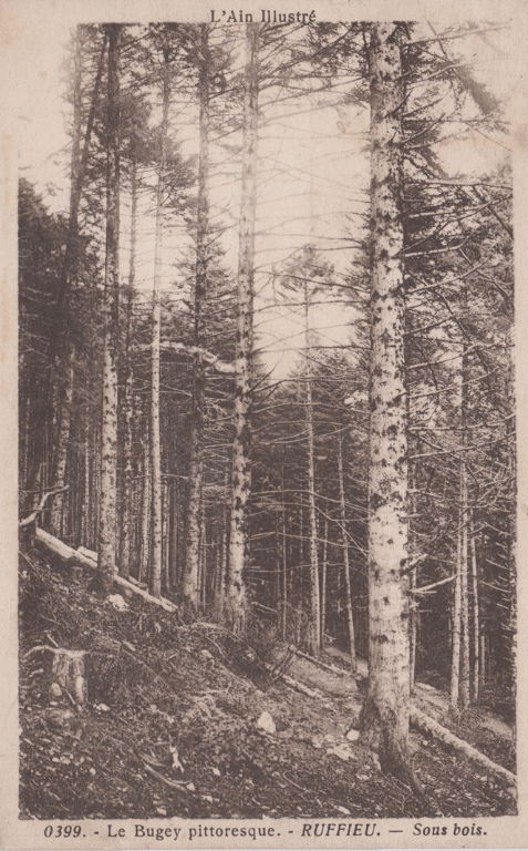 Ruffieu - Sous Bois
