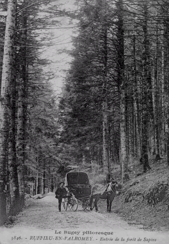 Environs De Ruffieu - Entrée De La Forêt De Sapins
